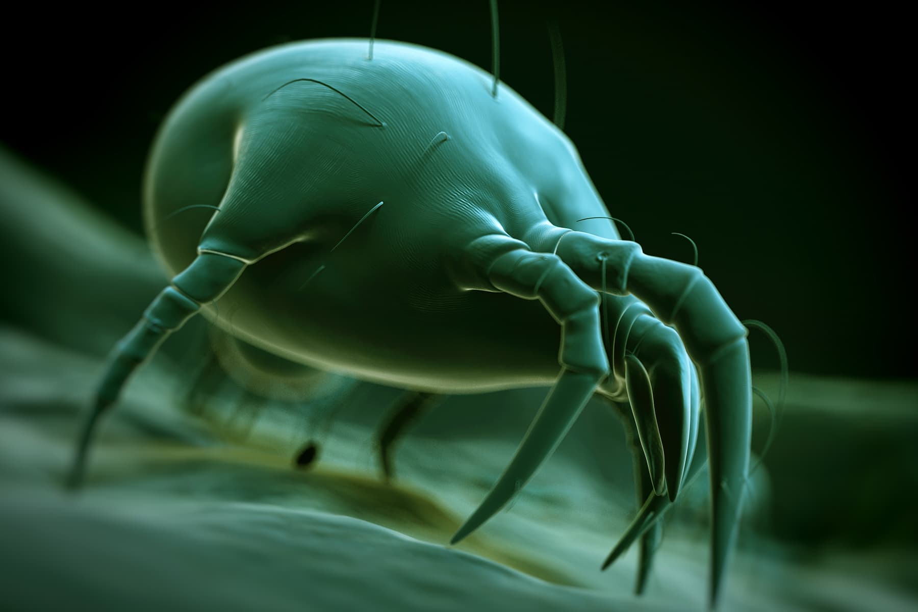 Eastern Scientists Scrutinize Unique Illness Carried by Ticks