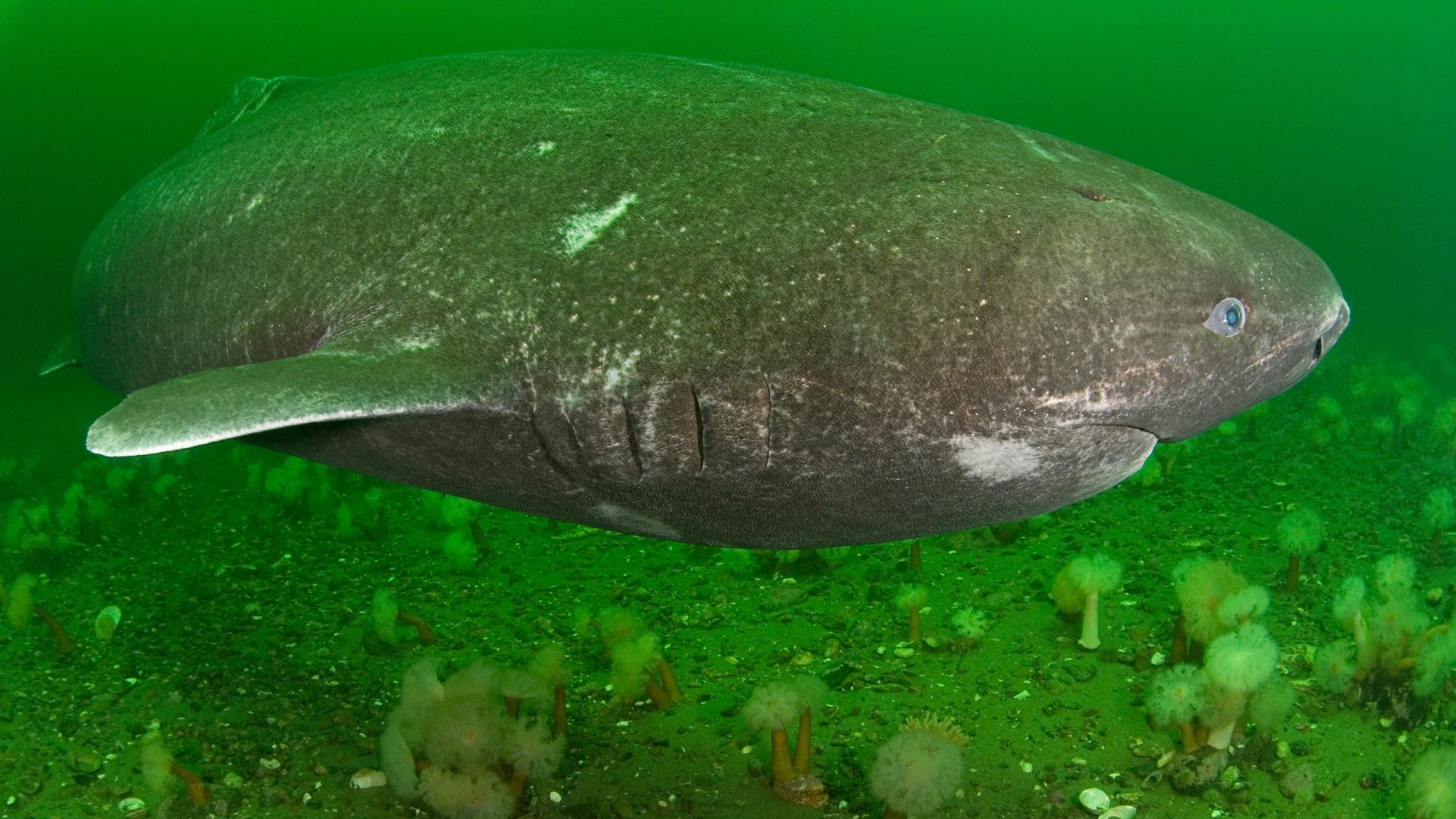 Greenland sharks: The longest-living vertebrates