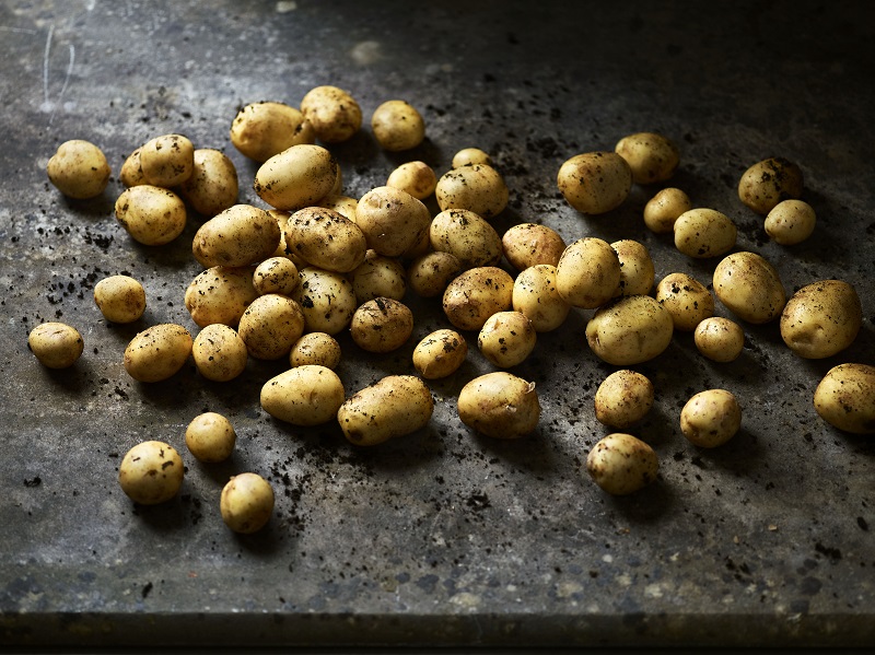 Outlets promise to salvage to the foundation of natural potatoes’ copper fungicide grunt