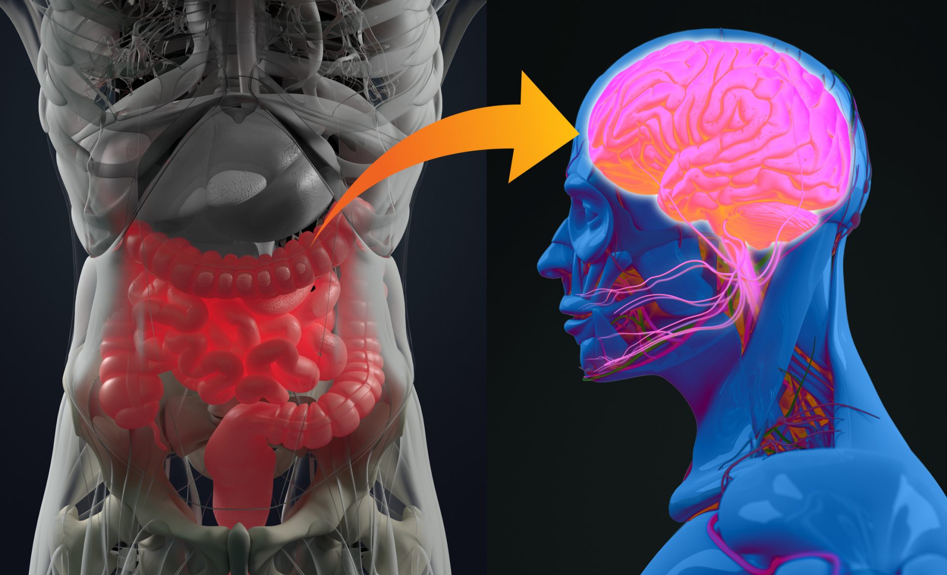 Yakult and APC Microbiome Ireland start gut-brain axis person data