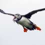 Nothing amusing about obscene yr for Maine’s clownish puffins