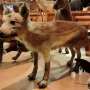 DNA shows Japanese wolf closest relative of home dogs
