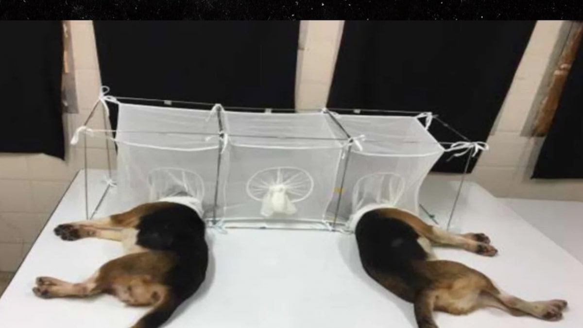 U.S. Legislators Question Fauci Solution for Beagle Pet Study Funding
