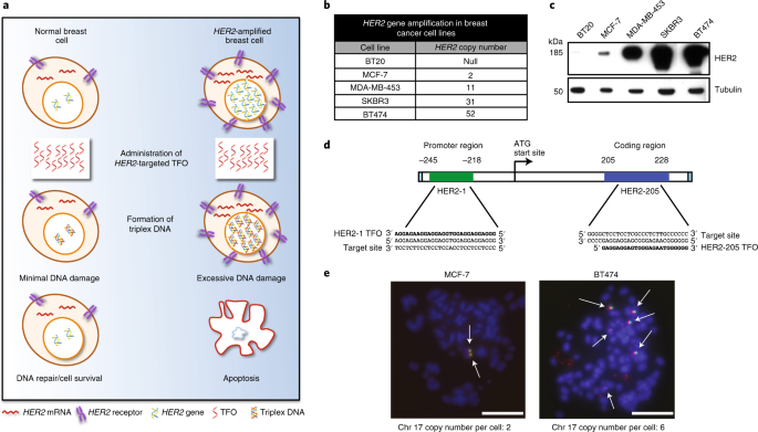 Narrate targeting of amplified gene loci for proapoptotic anticancer remedy