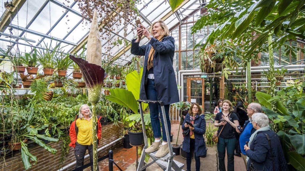 Girthy ‘penis plant’ blooms for the first time, sparking excitement at Dutch backyard