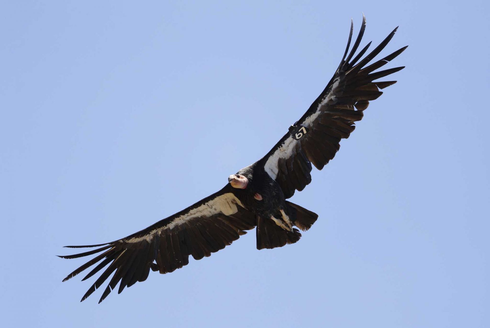 Deem about finds California condors can win “virgin births”