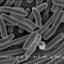 Decrease antibiotic resistance in intestinal bacteria with forgotten antibiotic